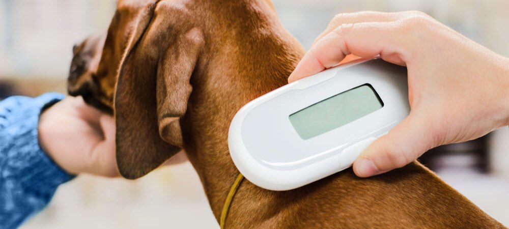 Microchip Identificador Animal